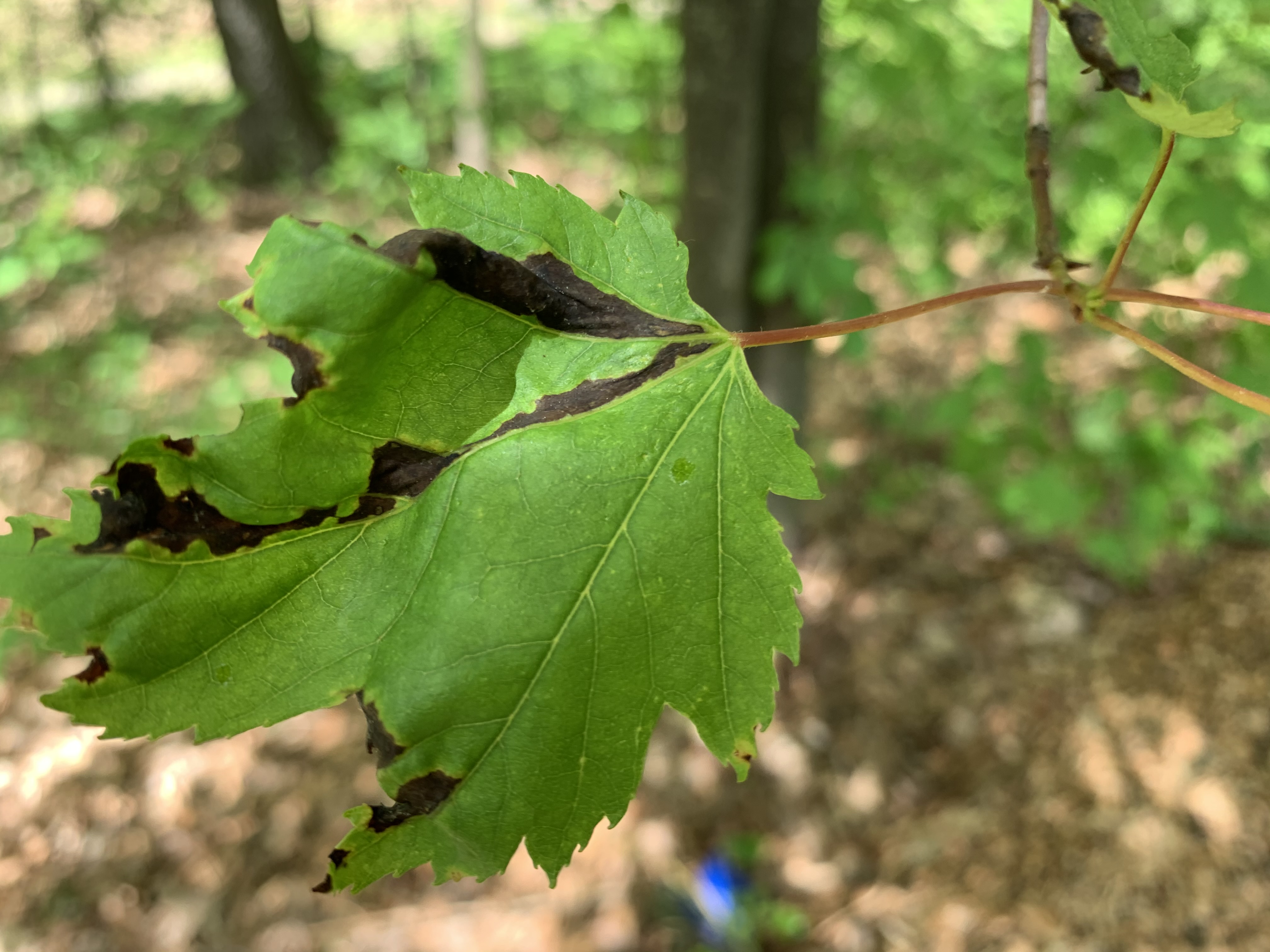 Anthracnose lesions 